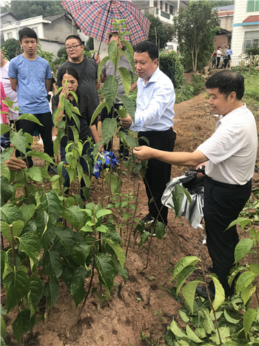 慈利縣九九農業開發有限公司,張家界粘木苗銷售,杜仲種植,苗木銷售